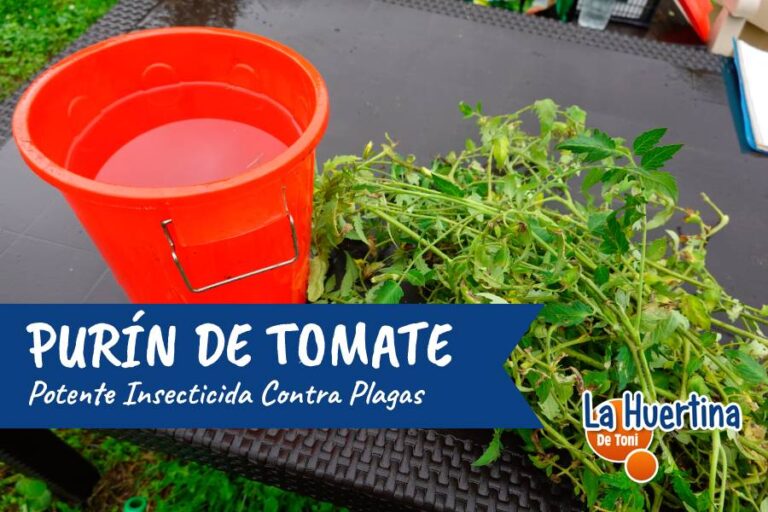 purin tomate