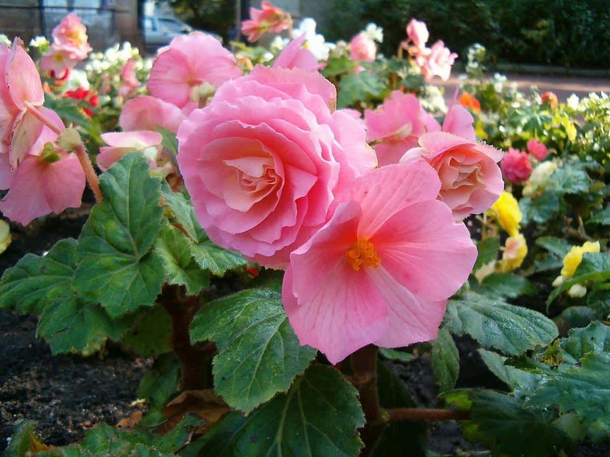 tuberous begonia flower