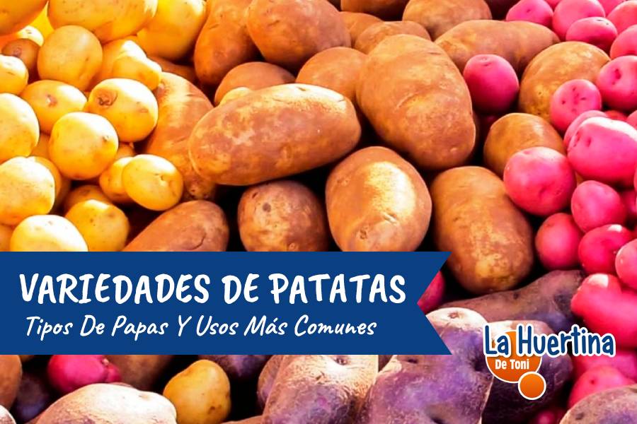 variedades de patatas
