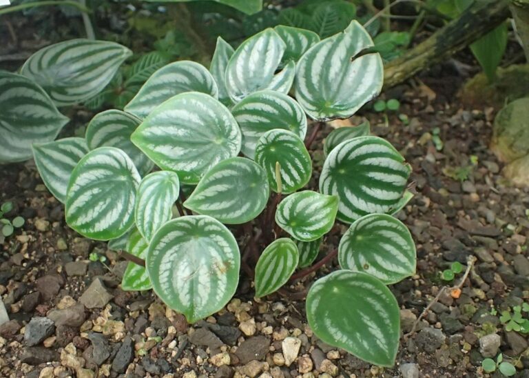 La peperomia watermelon es tropical