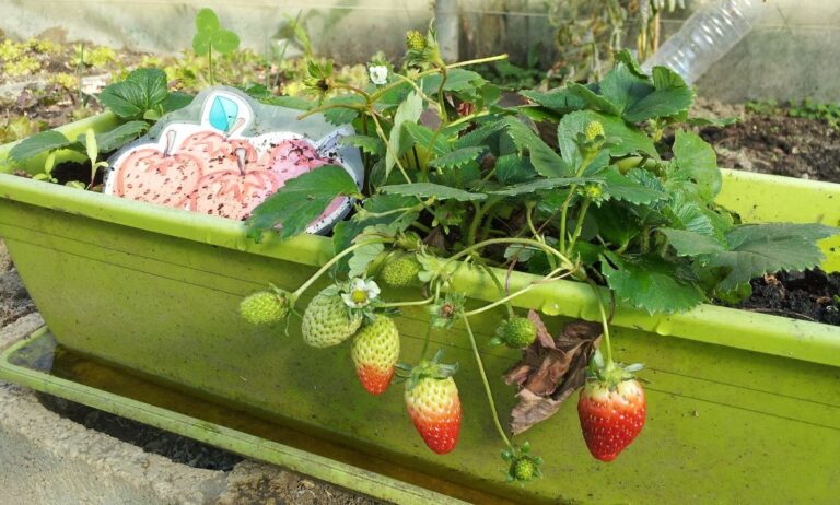 jardinera para actividades del huerto escolar