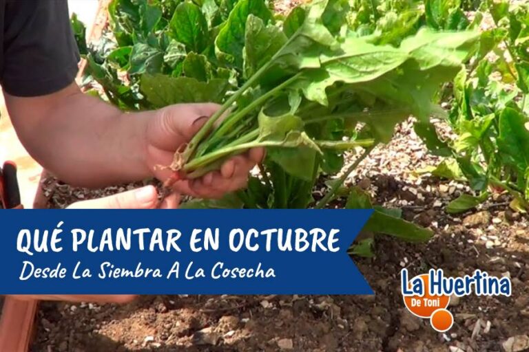 que se puede plantar en octubre