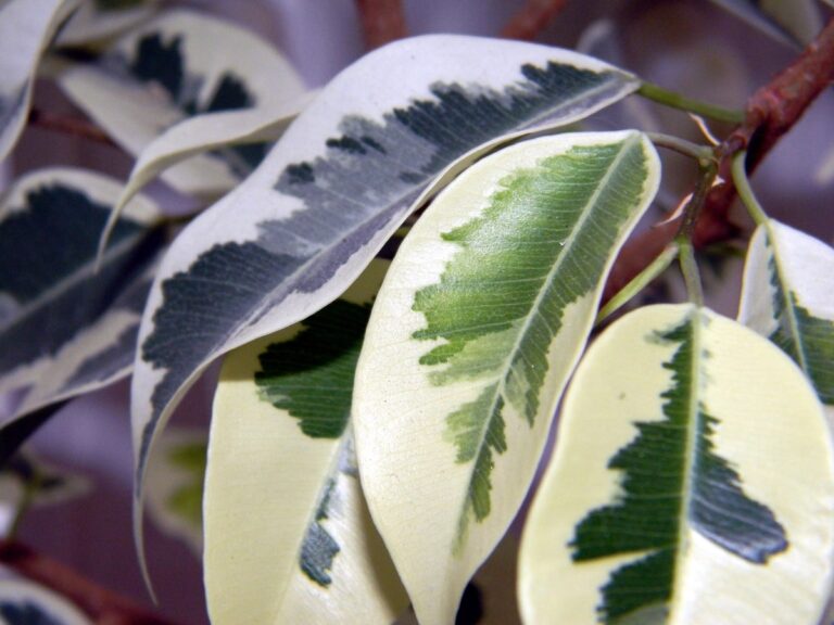 El ficus es una planta de interior delicada