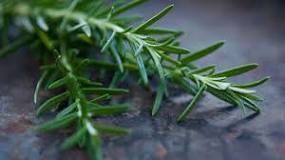 What happens if I drink rosemary tea on an empty stomach?  - A PUZZLE