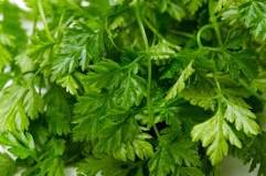 What is chervil in the kitchen?