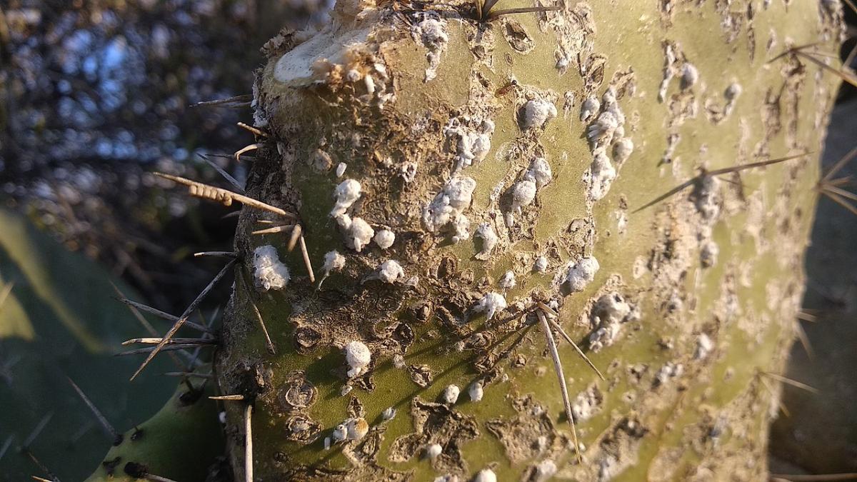 Opuntias can have scale insects