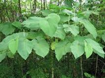 How tall is the sacred leaf?