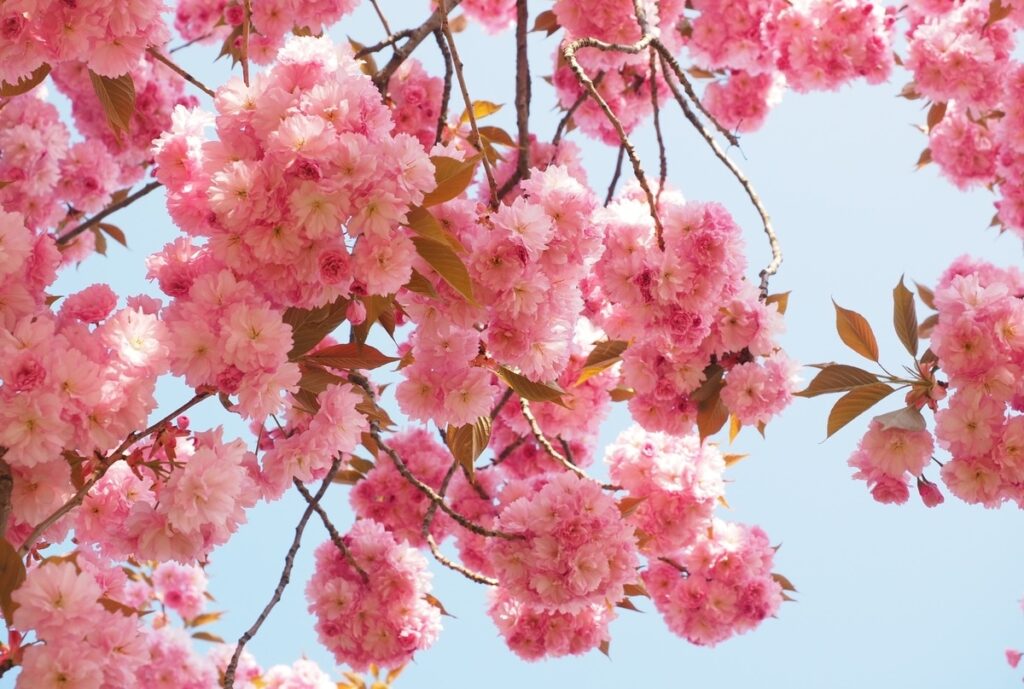 El cerezo japonés tiene las flores rosas