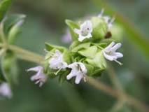 What is marjoram in Mexico? What is marjoram in Mexico?