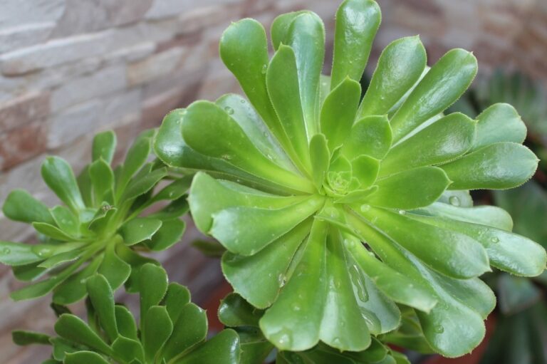 El Aeonium es una planta suculenta de sol