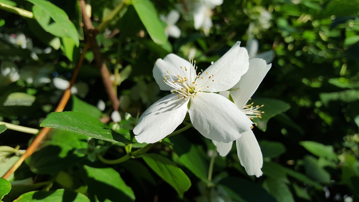 Jasmine is a climbing plant with white flowers.