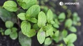 What is the name of the mint-like plant?