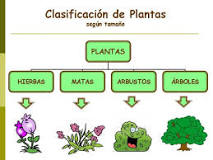 How are garden plants classified?
