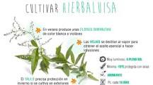 What is the scientific name of lemon verbena?  - A PUZZLE