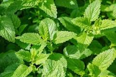 What are green herbs?