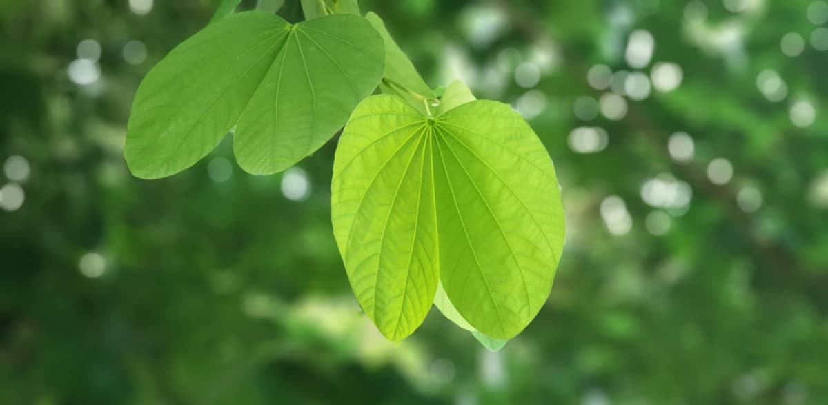 Leaves may have pest holes