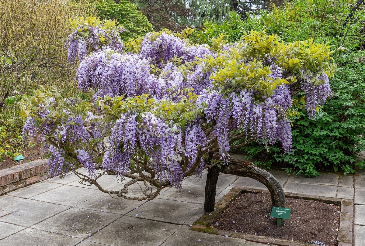 Wisteria is a shrub that is pruned at the end of winter