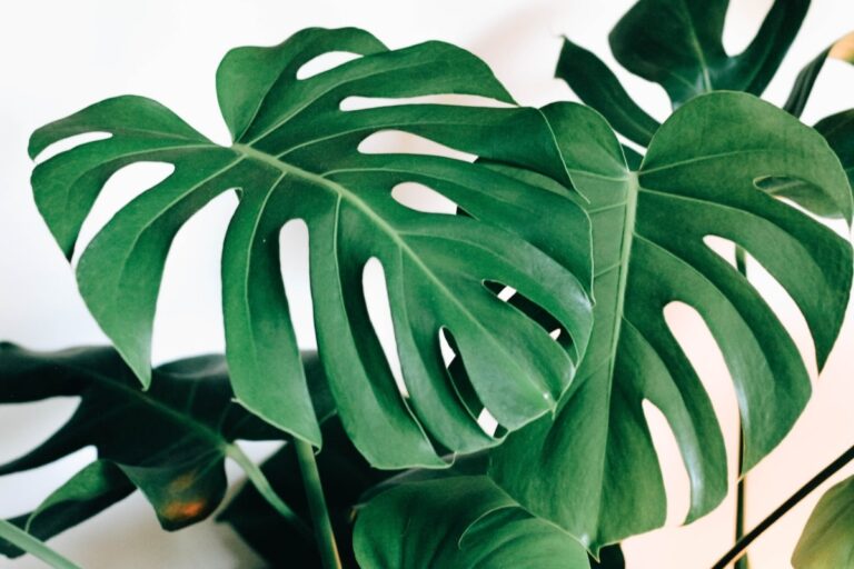 Puedes hacer esquejes de monstera