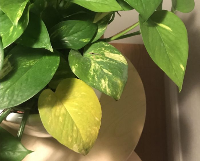 Why are my pothos leaves turning yellow?