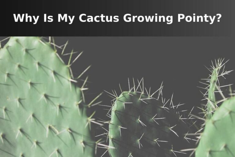 El cactus crece puntiagudo