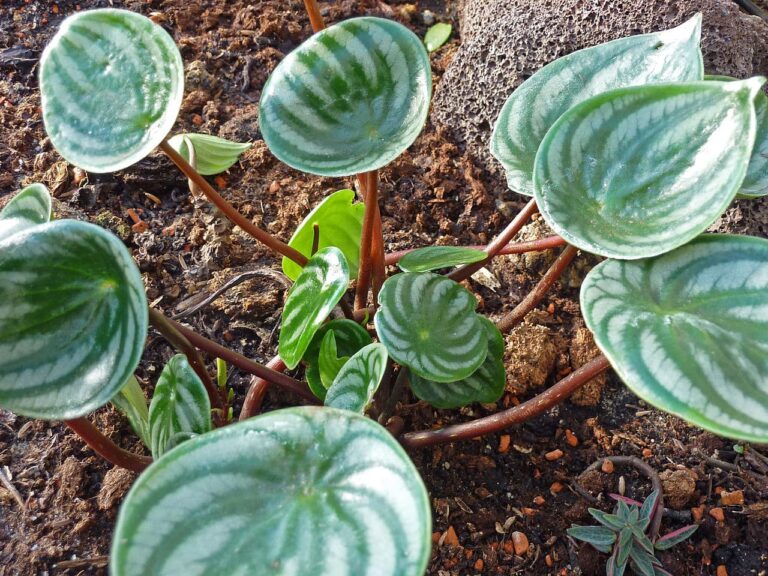 Hay varios tipos de Peperomia