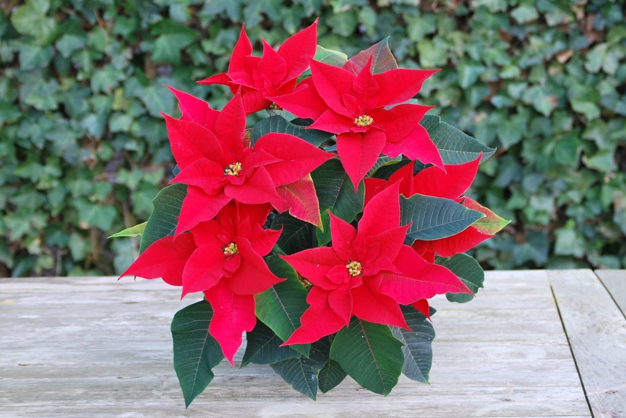 The poinsettia is easy to transplant