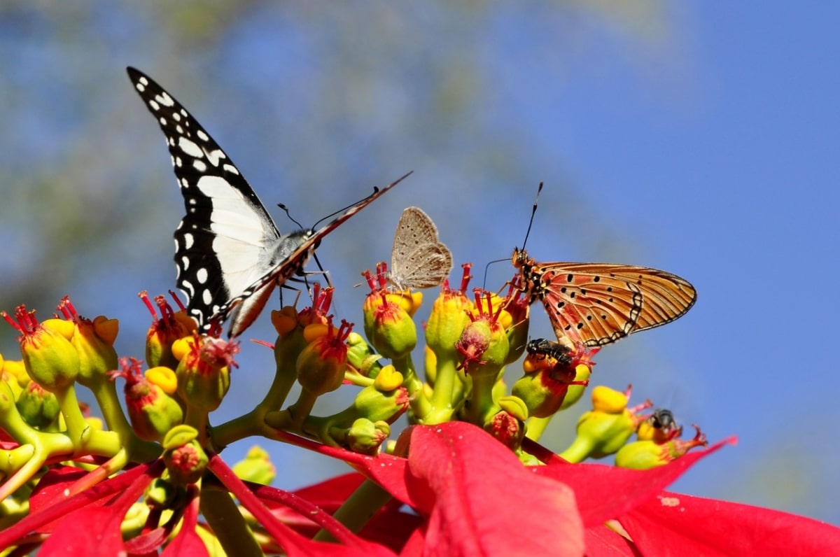 Poinsettia flowers in winter