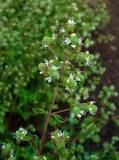 What is another name for marjoram?