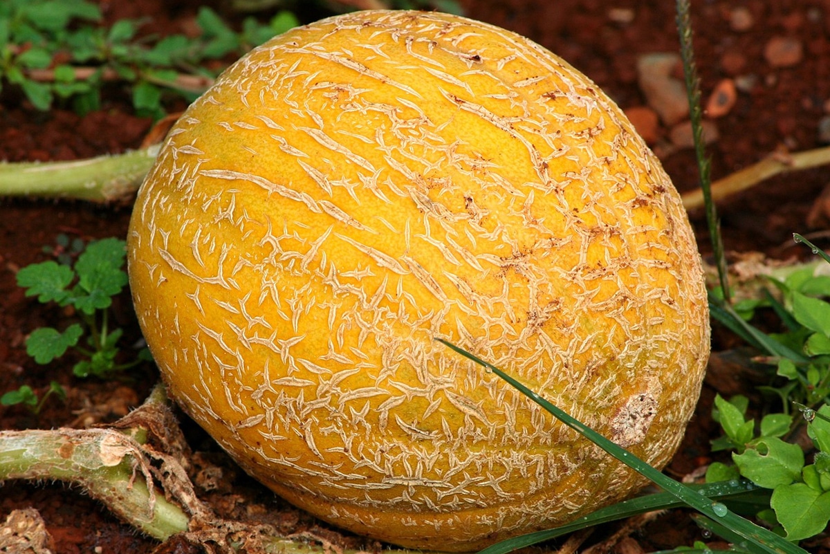 The melon can undergo alterations that have nothing to do with disease