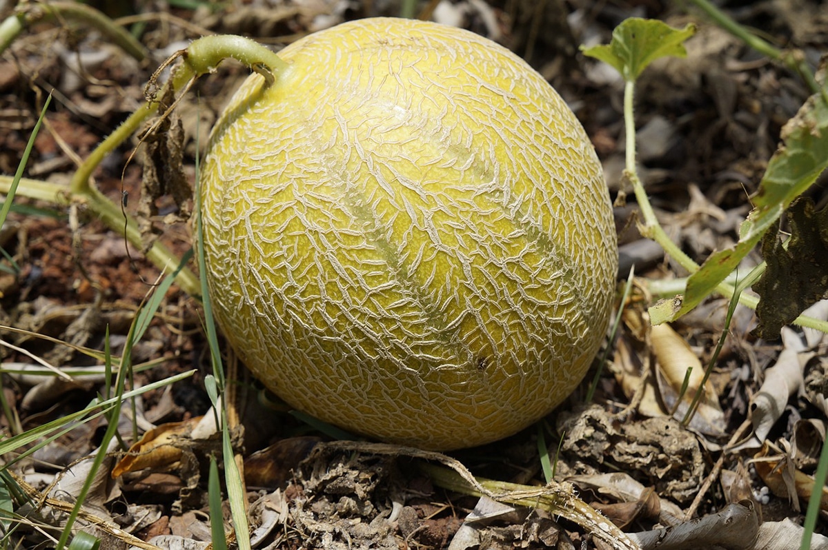 Melon diseases can be fungal or viral