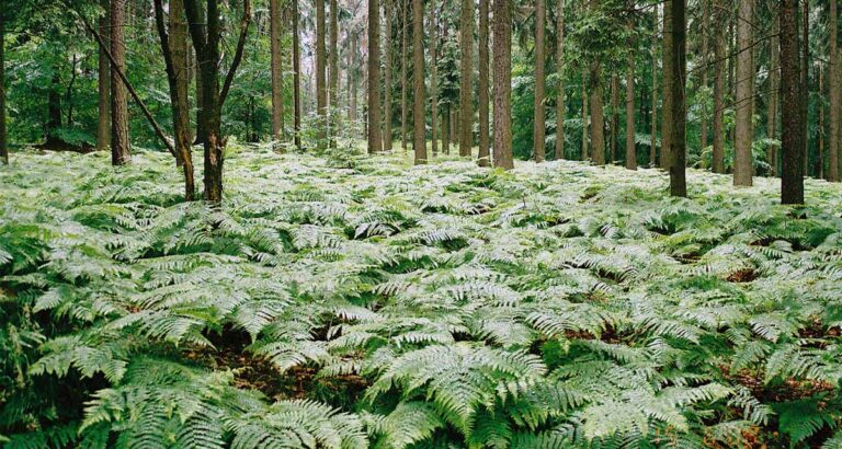 Pteridium aquilinum helecho