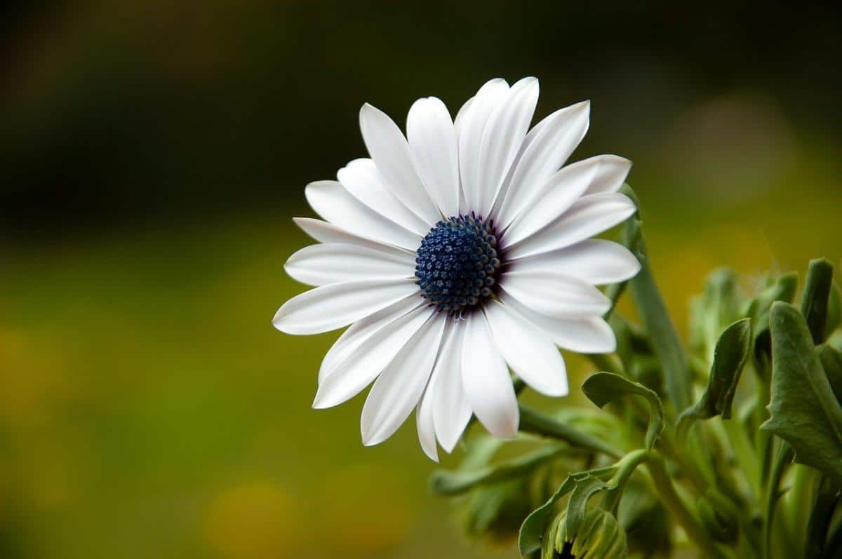 Dimorphotheca is a grass that blooms in spring and summer