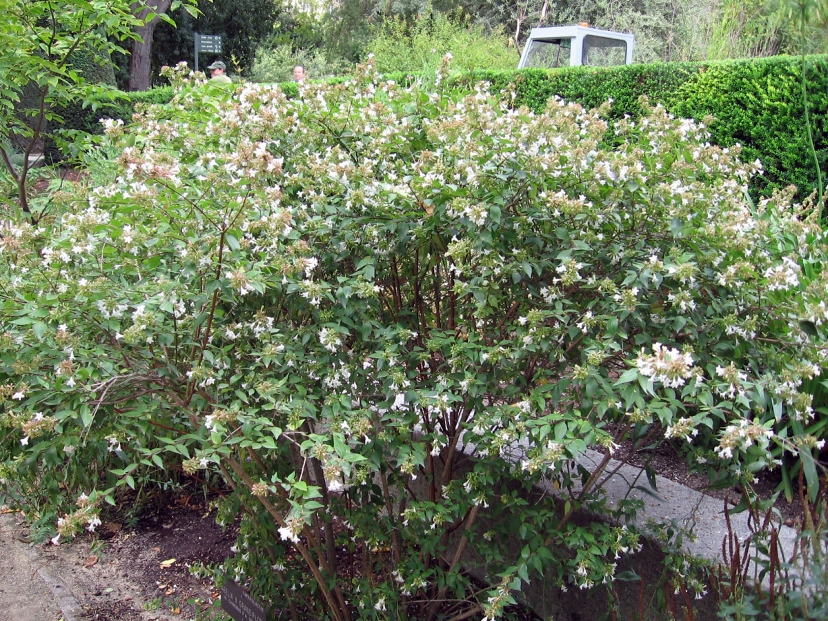 Abelia is a perennial shrub