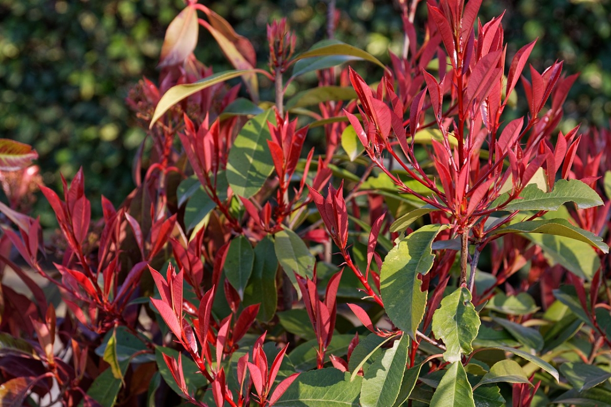 Red-leaved Photinia is an evergreen shrub