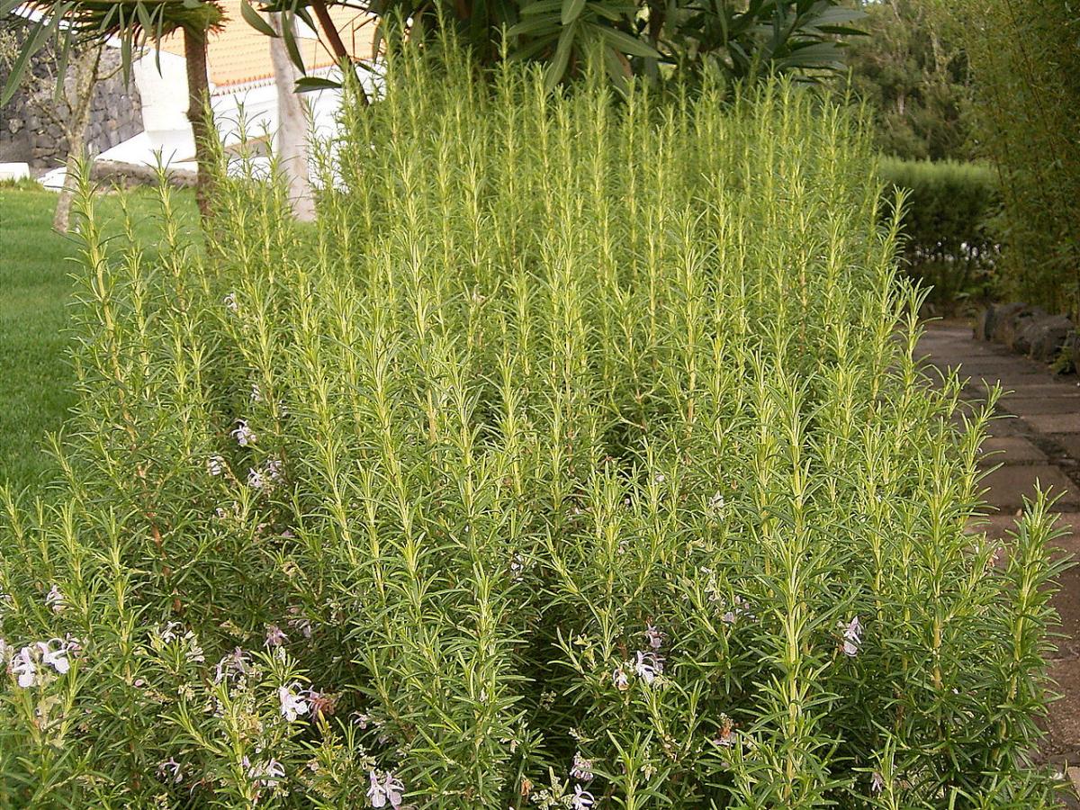 Rosemary is a drought resistant plant.