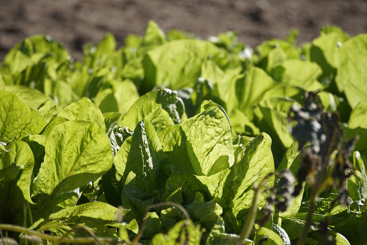 Swiss chard diseases can be viral or fungal