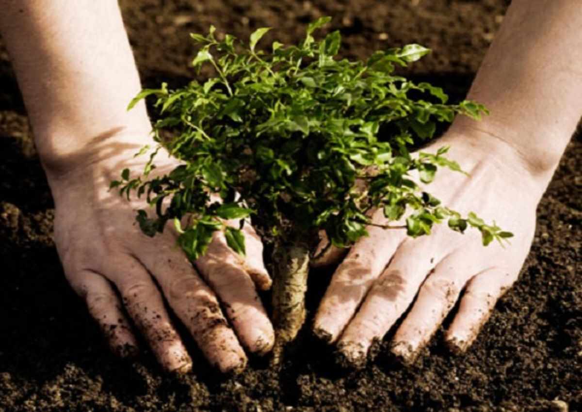 it's time to transplant the trees