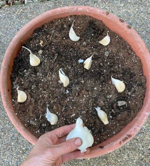 grow garlic indoors