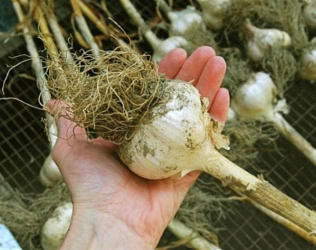 harvest indoor garlic