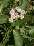What are the properties of Lucero yerba?
