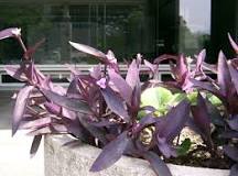 What is purple chicken?