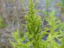 What is the name of the plant that smells like a skunk?