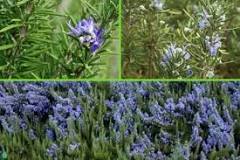 How many types of rosemary plants are there?