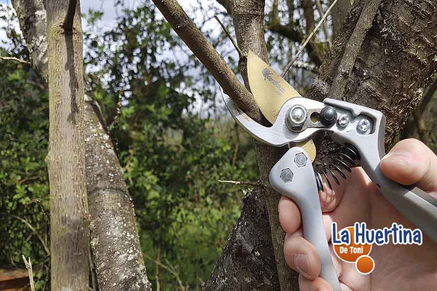 apple tree pruning apple tree pruning