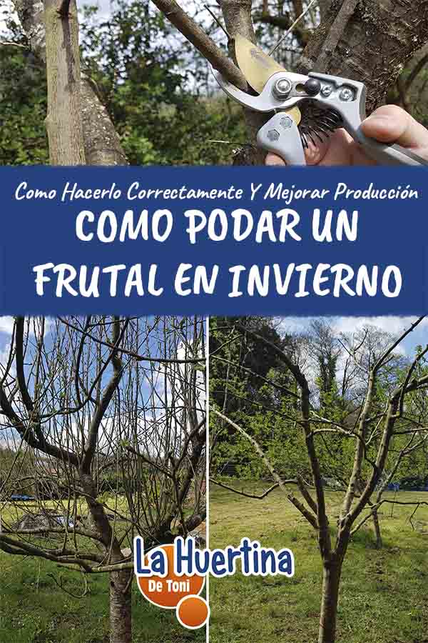 How to Prune an Apple Tree and Other Fruit Trees in Winter - Global ...