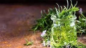 How to breed easy rosemary in water?