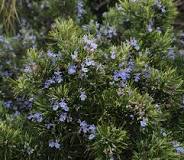 What does rosemary like?
