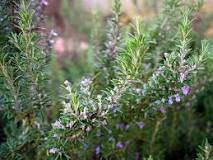 Why doesn't rosemary bloom?