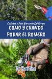 When and how to prune rosemary?