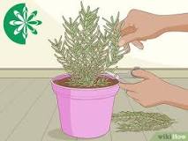 How to plant rosemary without seeds?